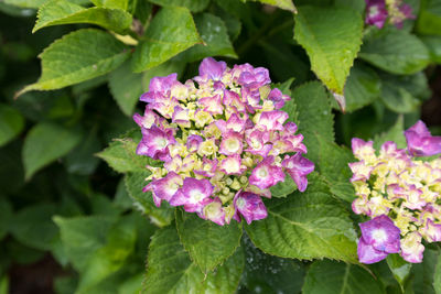 Close-up of pink flowering plant