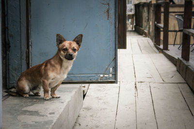 Portrait of dog sitting on doorway