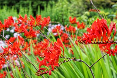 Close-up of red flowering plants