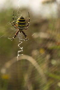 spider web