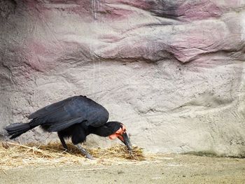 Black bird on floor