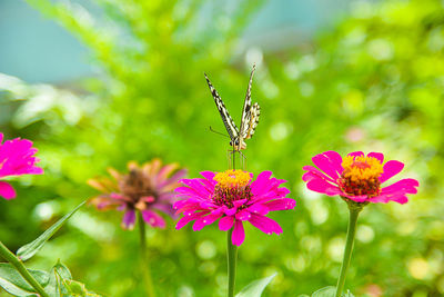 Close-up of butterfly on purple coneflower blooming outdoors