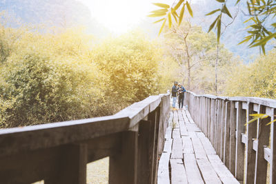 Railing along trees
