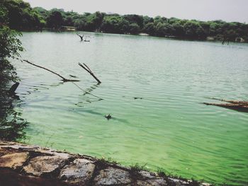 Birds flying over lake