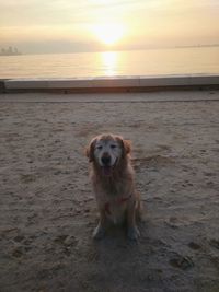 Portrait of dog on beach during sunset