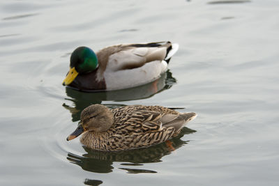 Duck swimming in lake