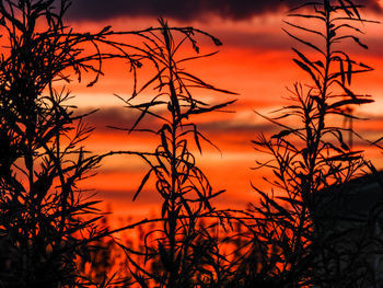 Silhouette bare trees against orange sky