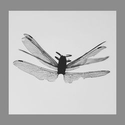 Close-up of butterfly over white background