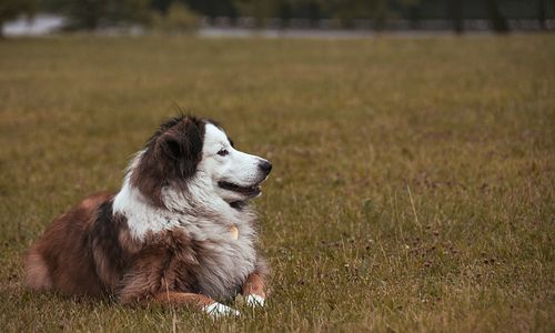 Dog looking away on field