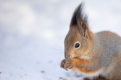 Close-up portrait of squirrel. squirrel sits in snow and eats nuts in winter snowy park winter color