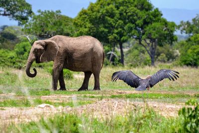 View of elephant on field