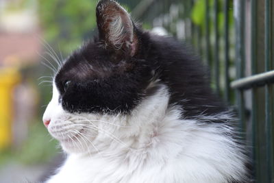 Close-up of cat looking away