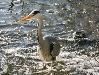 View of birds on lake