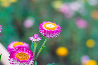 Close-up of pink flowering plant