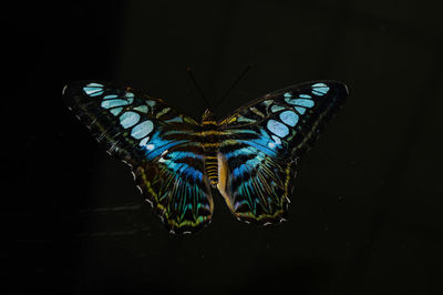 Close-up of butterfly on black background
