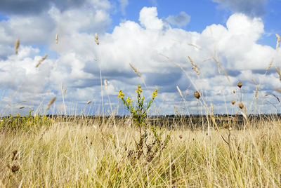 Plants on field against sky