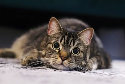 Close-up portrait of a cat