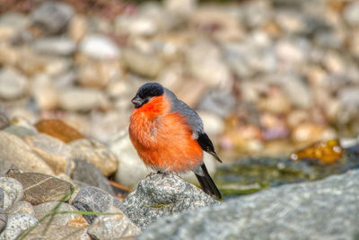 Close-up of bird perching on rock