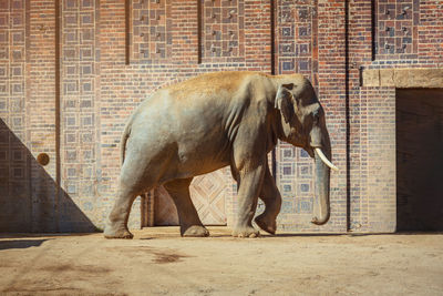 Elephants on street