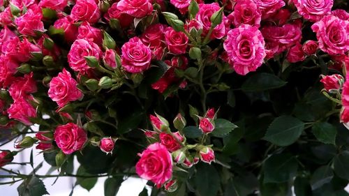 Close-up of pink roses