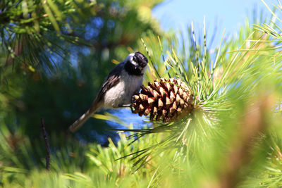 Close-up of bird perching on plant