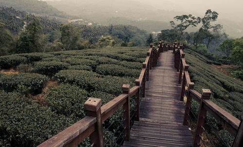 Panoramic shot of agricultural landscape