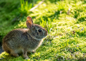 Close-up of a rabbit on field