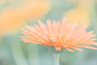 Close-up of orange flower