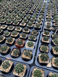 High angle view of plants growing on land