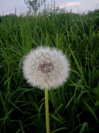 Close-up of dandelion growing in field