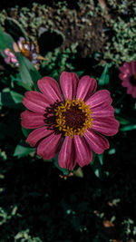 Close-up of pink flower