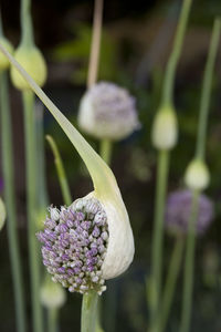 Close-up of purple crocus blooming outdoors