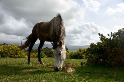 Horse standing in a field