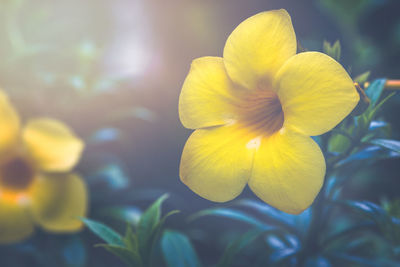 Close-up of yellow flowering plant