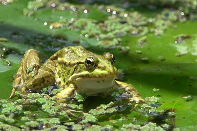 Close-up of frog in lake