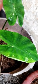 High angle view of raindrops on leaves