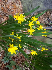 Yellow flowers blooming outdoors