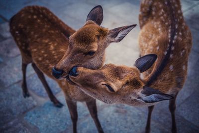 Spotted deer standing outdoors