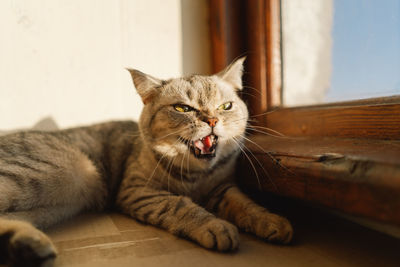 Portrait of a beautiful cat. cute cat portrait. happy pet.