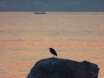 Bird perching on shore against sky during sunset