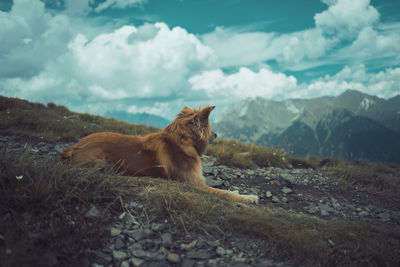 Cat relaxing on a field