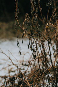 Close-up of dried plant on land