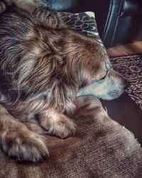 Low section of dog relaxing on bed