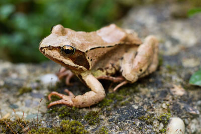 Close-up of lizard on rock