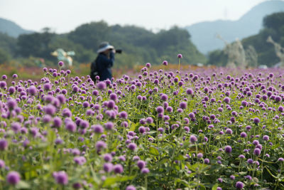 Flowers blooming on field against clear sky