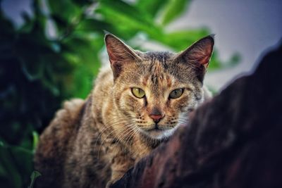 Close-up portrait of cat