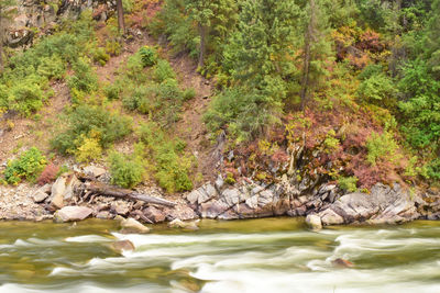 River flowing through rocks in forest