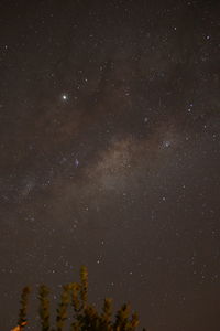 Low angle view of trees against sky at night