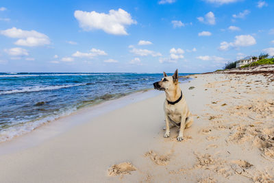 Dog on beach by sea against sky