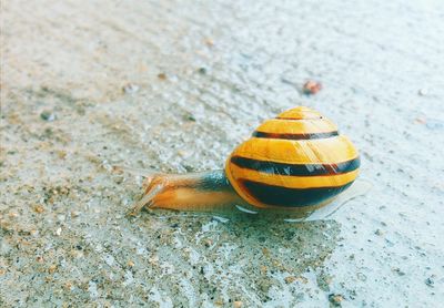 High angle view of snail on wet walkway